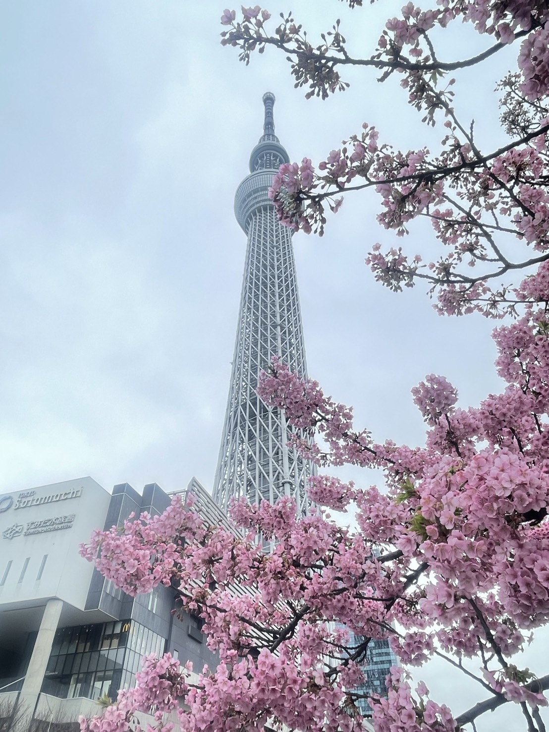桜